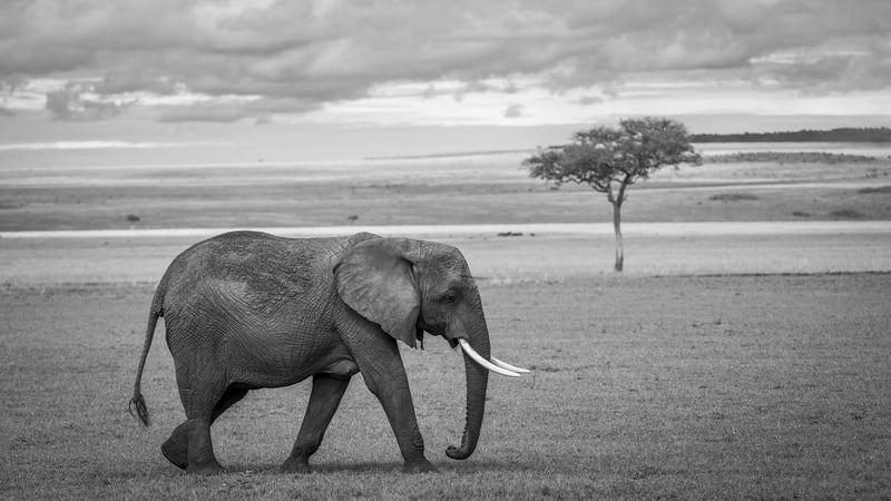 Safari Tour